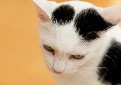 眼つきの悪いねっこ
