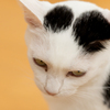 眼つきの悪いねっこ