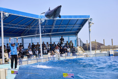 松島水族館　イルカショー1