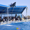 松島水族館　イルカショー1