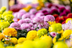 やっと満開になった武生菊人形