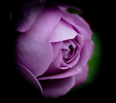 漆黒に映える薔薇