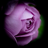 漆黒に映える薔薇
