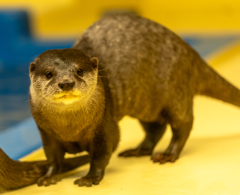仔猫のようなカワウソ