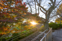 日光に映える紅葉