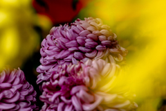 黄色の菊の狭間