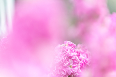 桜色に染まるストック