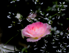 漆黒に浮かぶ鴇色薔薇