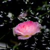 漆黒に浮かぶ鴇色薔薇