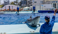 松島水族館　イルカショー