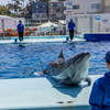 松島水族館　イルカショー