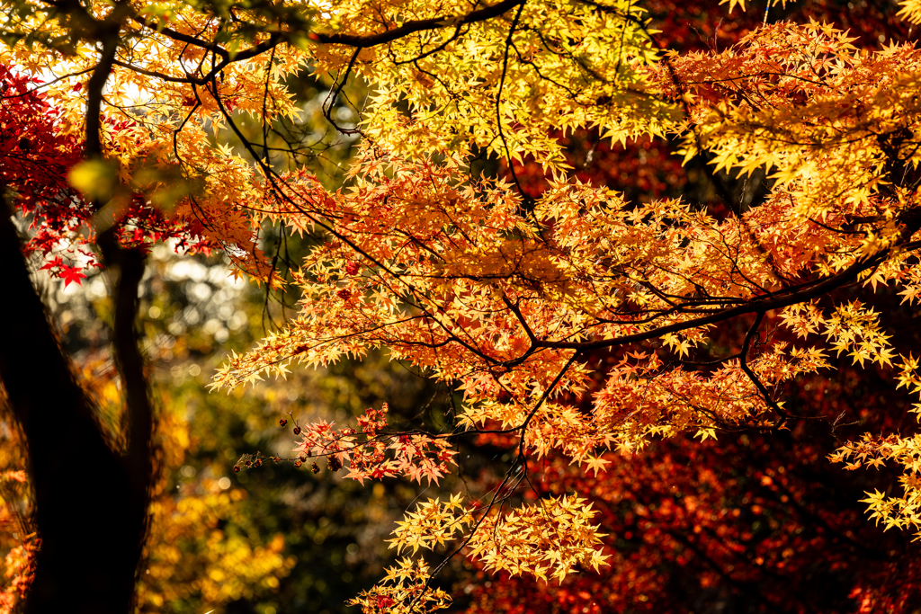 色付き始めのモミジ