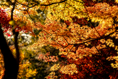 色付き始めのモミジ