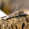シオカラトンボの擬態