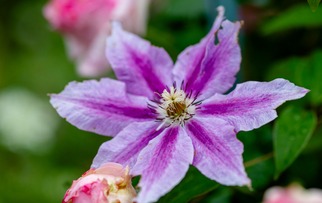 紫色の芯を持つクレマチス