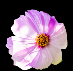 朝日に透ける花弁