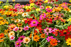 花盛