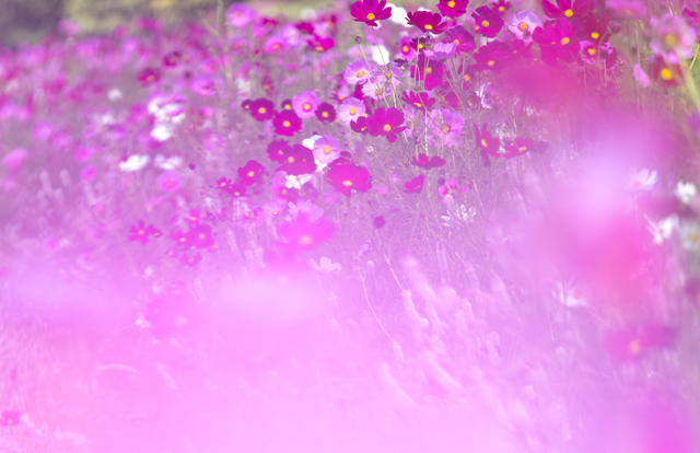 ピンク色の前ボケ