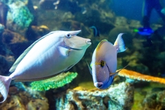 松島水族館　目デカッ