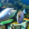 松島水族館　目デカッ