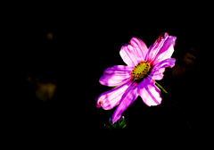 朝日の中の秋桜