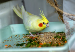 つぶらな瞳のオカメインコ