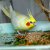 つぶらな瞳のオカメインコ