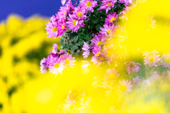 黄色ボケに囲まれた菊