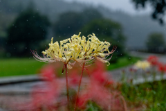 雨に映える白彼岸花