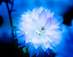瑠璃色に浮かぶ白薔薇