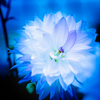 瑠璃色に浮かぶ白薔薇
