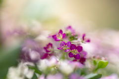 ボケの海に浮かぶスイートアリッサム