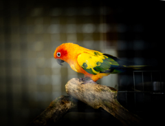 虚空を見つめるコガネメキシコインコ