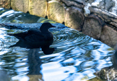 黒水紋