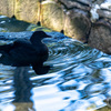 黒水紋