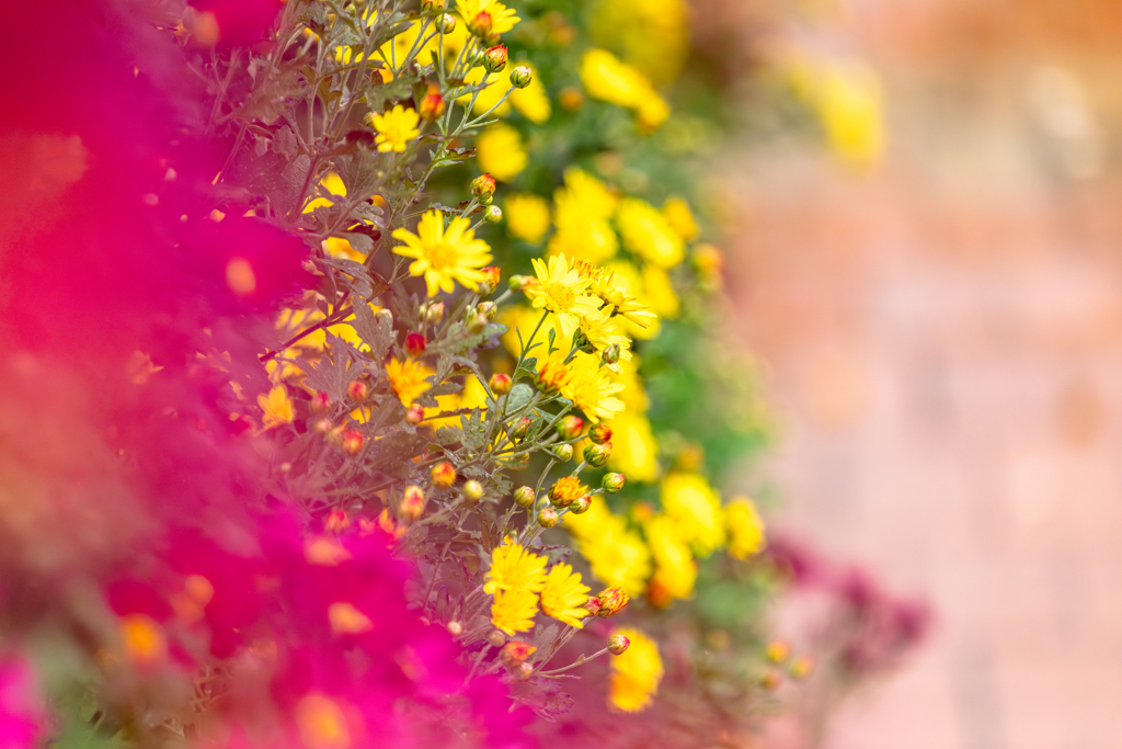 菊色グラデーション