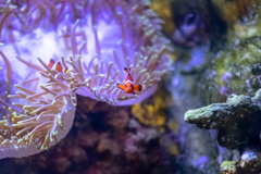 松島水族館　ニモ