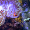 松島水族館　ニモ