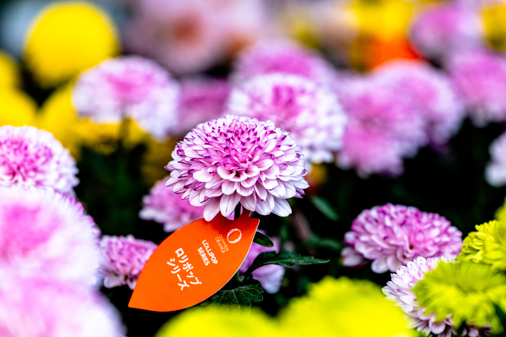 ロリポップシリーズ