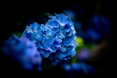 漆黒に映える紫陽花