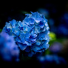 漆黒に映える紫陽花