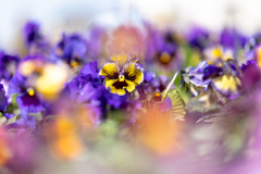 黄色のパンジー