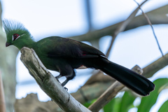 火の鳥