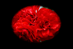 漆黒に映える赤薔薇