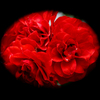 漆黒に映える赤薔薇