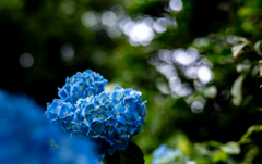 丸ボケに囲まれた紫陽花