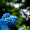 丸ボケに囲まれた紫陽花