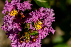 サルスベリの花