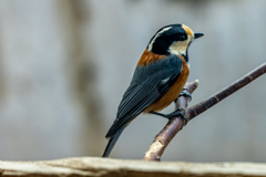 高解像度なヤマガラさん