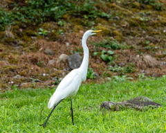 準絶滅危惧のチュウダイサギ